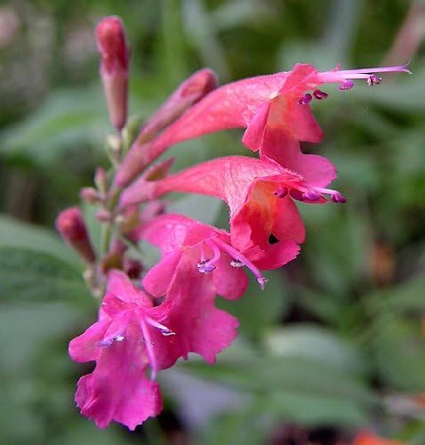 30 AGASTACHE Mix Agastache Aurantiaca Flower Seeds