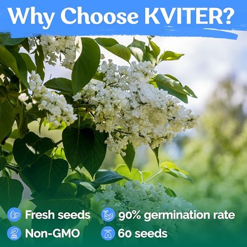 60 White Japanese Lilac Seeds (Syringa reticulata) – Extremely Fragrant, Perennial Flowering Plant