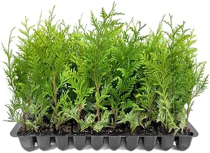 Thuja Green Giant | 40 Live Plants | Thuja standishii x plicata | Fast Growing Evergreen Trees | Privacy Hedge Plants for Landscaping