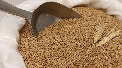 Organic Einkorn Wheat Berries - 3lbs