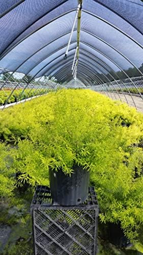 Proven Winners - Spiraea jap. Double Play Gold (Spirea) Shrub, , #3 - Size Container