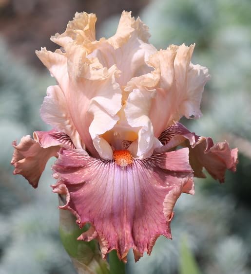 Champagne & Strawberries German Bearded REBLOOMING IRIS (1) Rhizome/Bulb/Root Ready for Planting Now