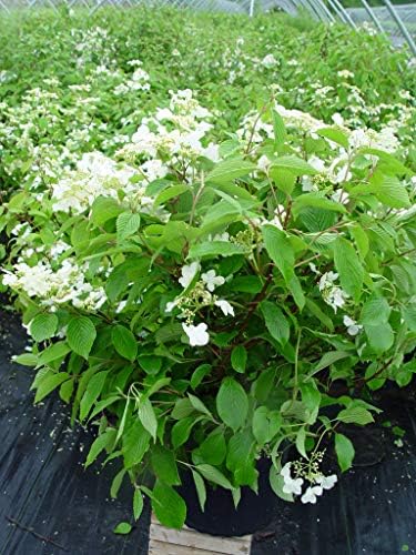 Viburnum p. t. 'Mariesii' (Doublefile Viburnum) Shrub, white flowers, #3 - Size Container
