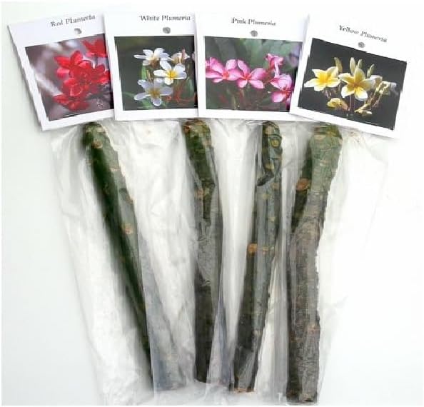 Hawaiian Frangipani Plumeria Tree Plant Cuttings 4Pk H5 Discount Hawaiian Gifts