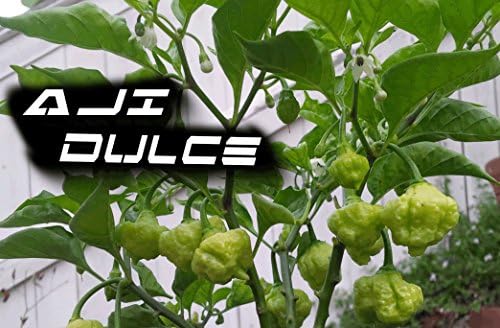 SVI 100 Cachucha Pepper Seeds (Capsicum Chinense) - Aji Dulce Sweet Pepper Seed Packets, Small, Round Peppers - Non GMO