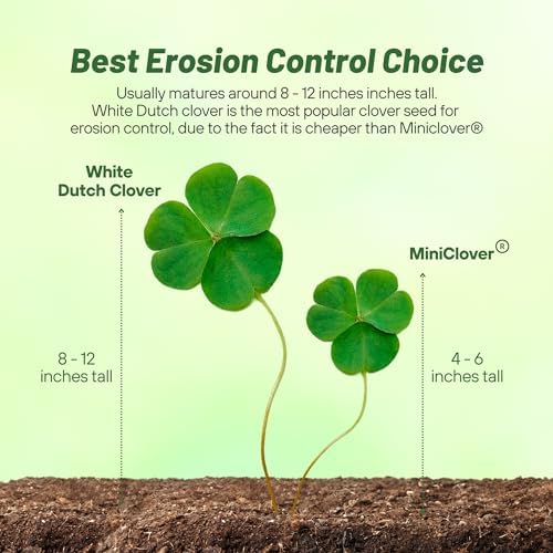 Outsidepride Perennial White Dutch Clover Seed - 5 lbs. Nitrocoated, Inoculated for Lawn Alternative, Erosion Control, Food Plots, Ground Cover, & Pasture Mixtures in USDA Zones 3-10