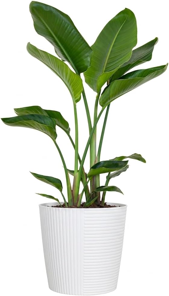 White Bird of Paradise Live Plant 10 inch Pot United Nursery