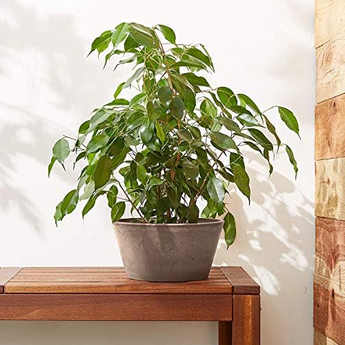 PSW Pot Collection TD25TC Plastic/Stone/Wood Composite Shallow Bulb Pan - No Drainage Hole (Drillable), Planter for Succulents, Bonsai, Fairy Gardens, Herbs, 10-inch, Terra Cotta Color