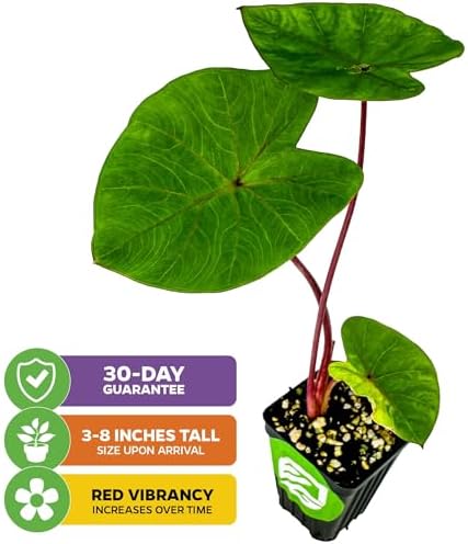 Thailand Giant Elephant Ear Live Plant - Colocasia gigantea by Wellspring Gardens - Elephant Ear Plant, Colocasia Gigantea, Elephant Ear Plant Live, Exotic Elephant Plant, Tropical Garden Design Ideas