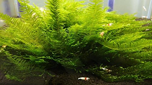 Spiky Moss Live Plant for Aquarium - 3x3 Inch