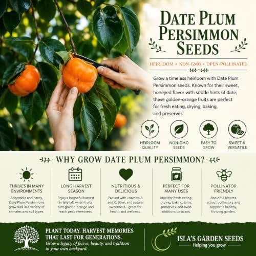 Date Plum Persimmon Tree Seeds (Diospyros Lotus) – 30+ Non-GMO & Heirloom Seeds, Exotic & Rare Fruit Tree, 80% Germination Rate