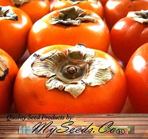 Japanese Persimmon (5 Seeds) Asian Persimmons (Diospyros Kaki-fuyu) Tree Shrub