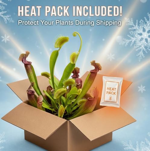 Bloomify Pitcher Plant – Live Nepenthes Tobaica – Zero Care Carnivore Plants Terrarium - Self-Sustaining Pitcher Plant Ecosystem – Great Gift