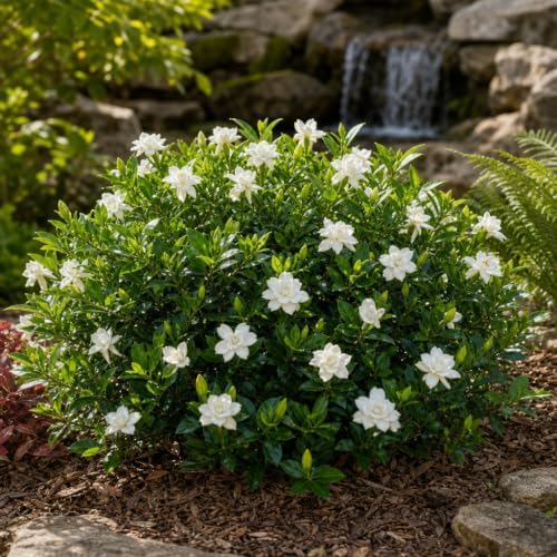Frostproof Gardenia - 10 Live Plants - Fragrant Blooming Shrub - Gardenia Jasminoides
