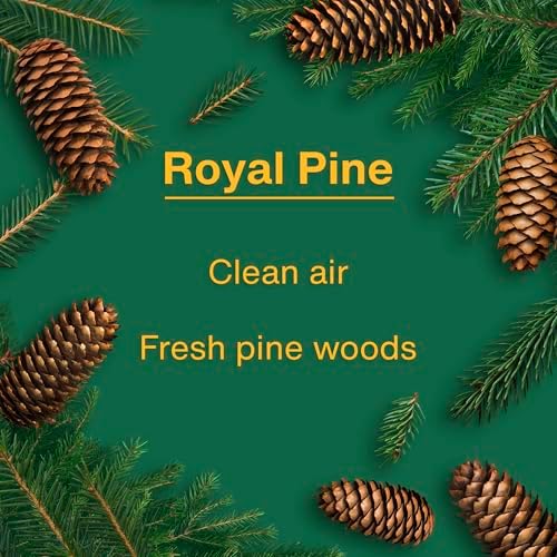 LITTLE TREES Car Air Freshener | Hanging Tree Provides Long Lasting Scent for Auto and Home | Royal Pine, 24 Air Fresheners