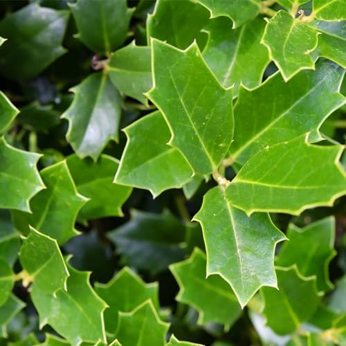 Southern Living 3 Gal. Oakland Holly Shrub