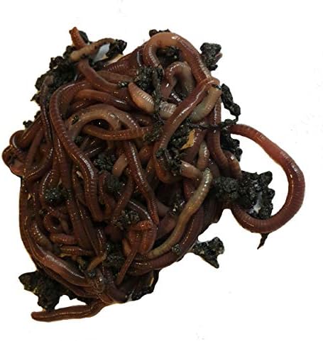 250+ Red Wiggler Earthworms, Organic and Sustainably Raised