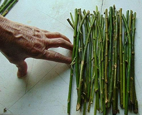 20 Thin Hybrid Willow Trees - Pencil Sizer or Smaller - Grow 20 Trees