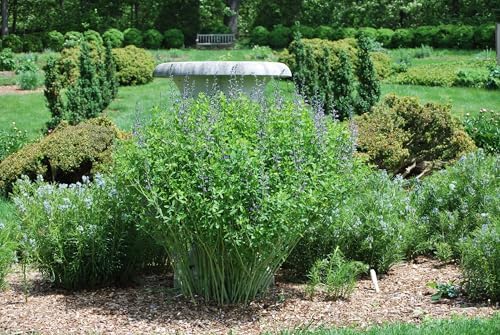 Baptisia Australis (False Indigo) Perennial, Size-#1 Container, Intense Blue Flowers