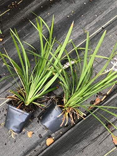 Liriope muscari 'Big Blue' Monkey Grass - Flats of Eighteen 3.5 inch pots