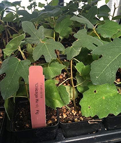 Chicago Hardy Fig Tree - Very Cold-Hardy - Live fig Tree