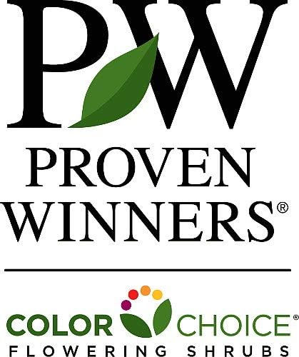 Paraplu® Violet - Rose of Sharon - Hibiscus - 4" Pot - Proven Winners