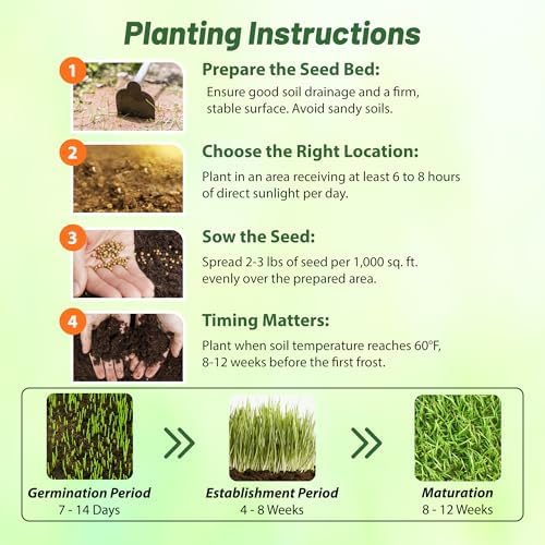 Outsidepride Perennial Buffalo Grass Seed - 2 lbs Heat & Drought Tolerant, Low Maintenance, Warm Season Dense Turf Grass Seed for Lawn, Xeriscape Landscaping, & Roadside Planting