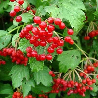 American Cranberry Bush Seeds (Viburnum trilobum) – 25+ Heirloom Seeds per Packet by Isla’s Garden Seeds, Hardy Shrub with Red Berries