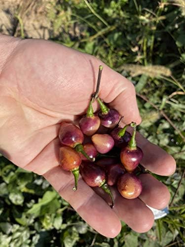 Pink Biquinho Pickling Pepper Premium Seeds for Planting Packet