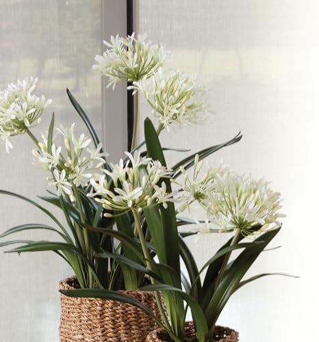 Napa Home & Garden Agapanthus Drop-in 23" 23 Inch White