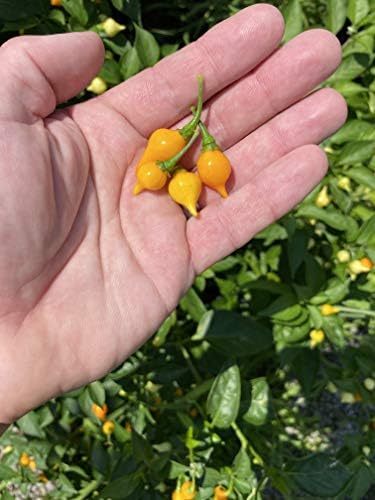 Yellow Biquinho Chupetinho Heirloom Pepper Premium Seeds for Planting Packet