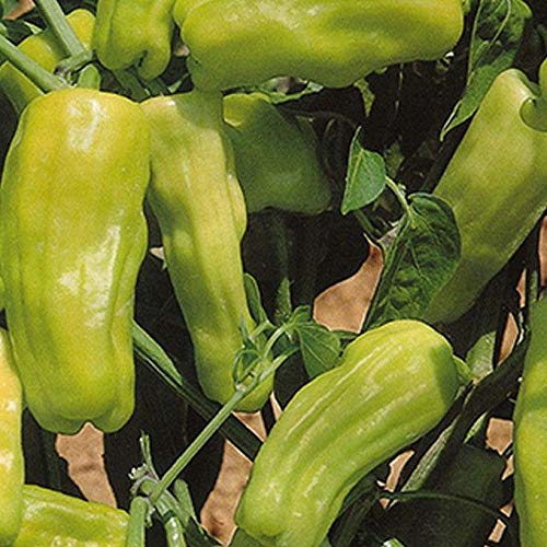 Stavros Pepper - Heirloom Greek Pepperoncini - Spicy/Sweet Flavor (10 - Seeds)