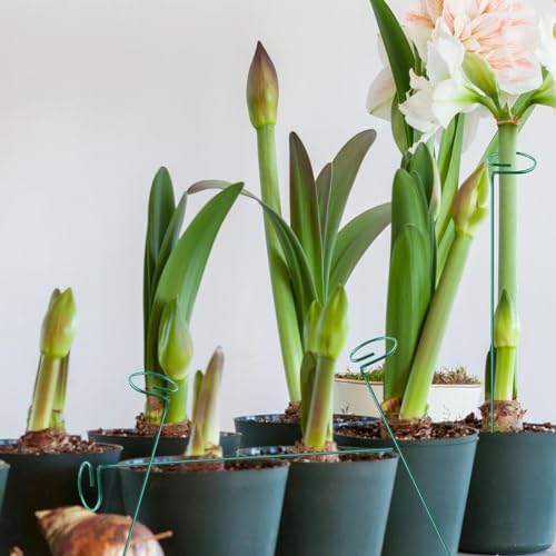 10 Pieces 24 inch Green Single Stem Plant Stakes Flower Support Rings,Gardening Planter Cages for Single Stem Flowers, Amaryllis, Peony, Lily,Narcissus