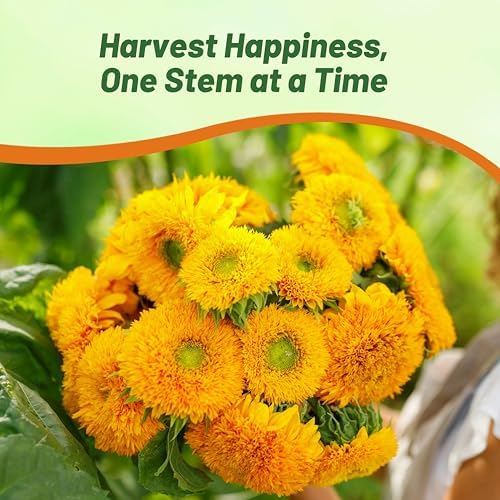 Outsidepride Giant Sungold Sunflower Seeds for Planting - 500 Pcs Annual, Easy to Grow Flower Seeds w/Vibrant