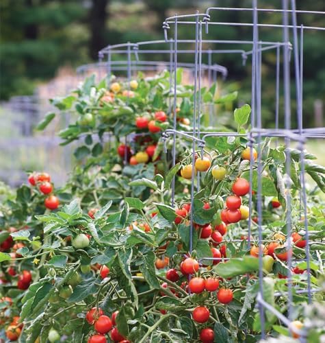 Burpee Medium Heavy Gauge Tomato Cage | 3 Cages for Plant Support in Garden | 14" x 14" x 48" | Made in The USA| Grow Healthier
