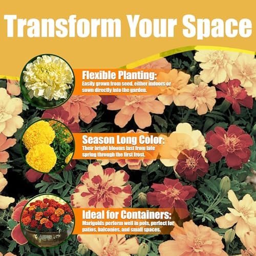 Park Seed Whopper Mix Marigold Flower Seeds – Giant 4-Inch Double Blooms in Yellow, Gold & Orange, Compact and Weather-Resistant Plants, Easy to Grow for Beds or Containers – Pack of 25