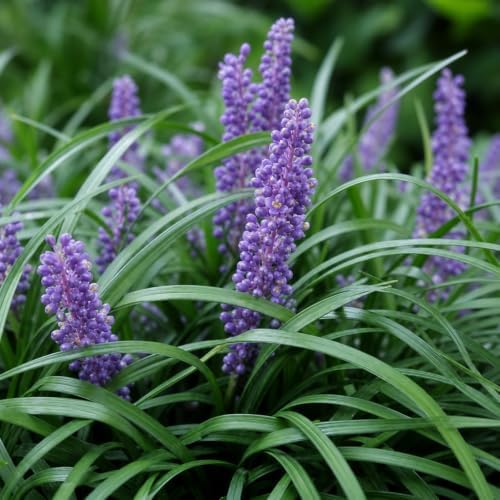 Liriope Super Blue | 10 Live Plants | Liriope muscari 'Super Blue' | Ornamental Ground Cover Plants | Shade-Tolerant Landscaping Perennial