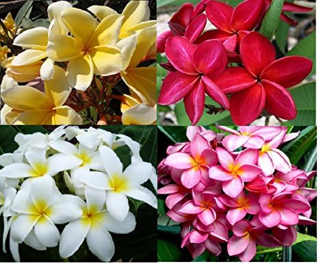Plumeria Frangipani Plant Cutting Collection - 4 Designer Flowering Plants | for Modern Home Decor