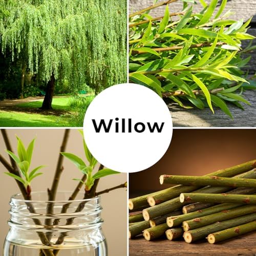 10 Austree Hybrid Willow Trees, Fastest Growing Shade or Privacy Tree - Austree Hybrid Willow Tree - 10 Live Trees