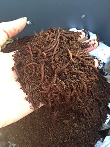 1000 Red Wigglers Composting Worms VERMI Indoor Compost Worm castings Live