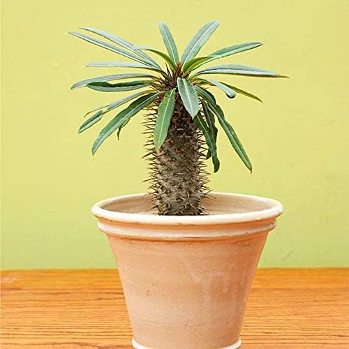 American Plant Exchange Live Madagascar Palm Tree, Plant Pot for Home and Garden Decor, 4" Pot