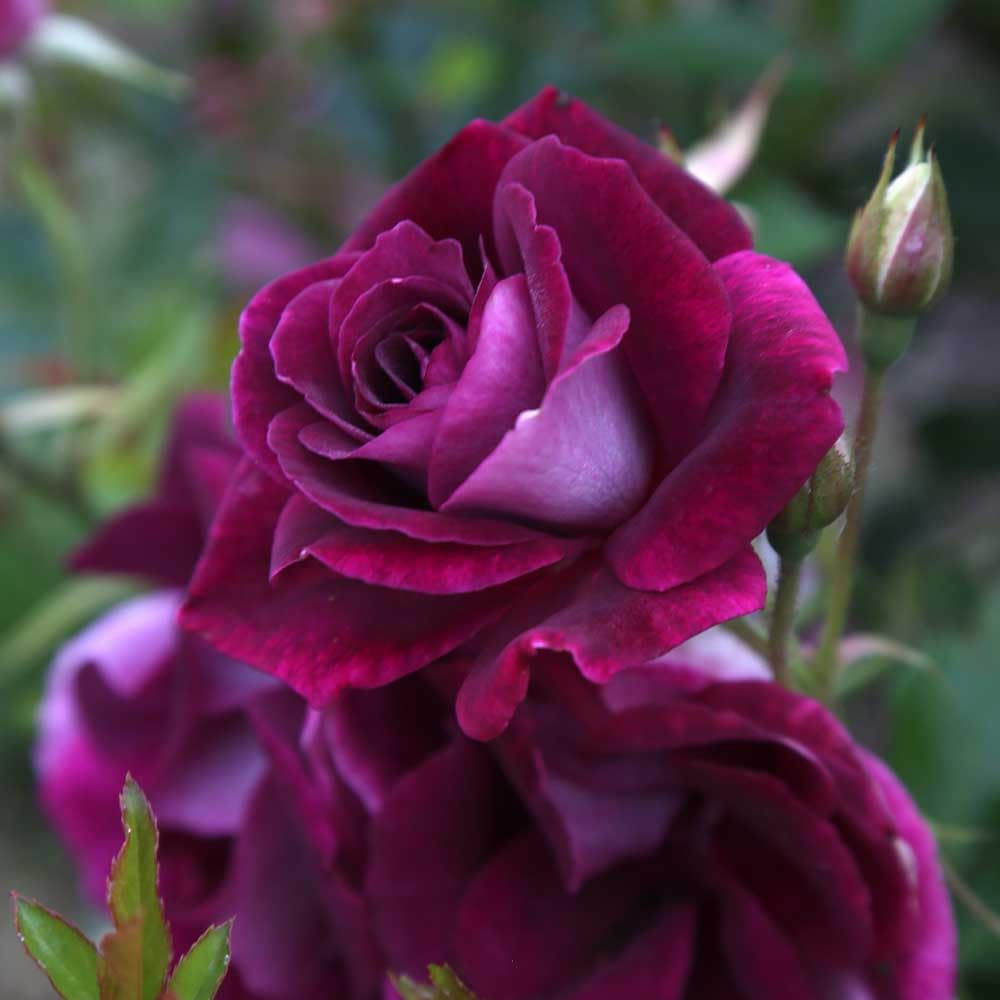 Heirloom Shrub Roses, Live Own Root Plant, Burgundy Iceberg™