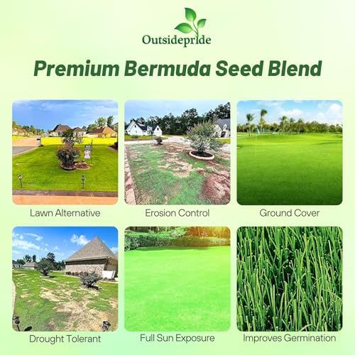 Outsidepride Oasis Bermuda Grass Seed - 5 lbs Warm Season, High Traffic, Heat Resistant, Drought-Tolerant, Low-Maintenance, Fast Growing Turf Grass for Lawn, Ideal for Sunny Areas, Thick Coverage