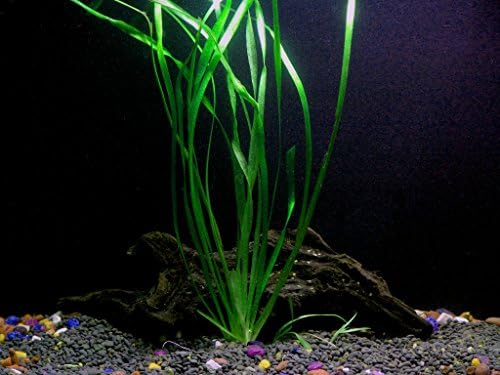 10 Species Live Aquarium Plants Package - Microsorum Java Fern, Swords, Vallisneria and More!
