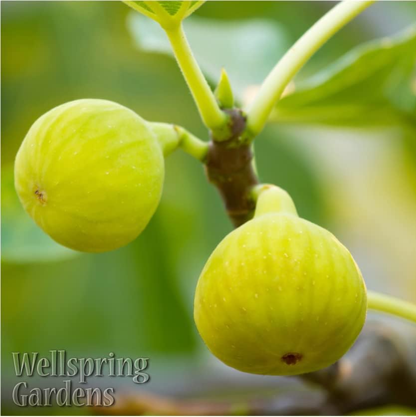 Olympian Fig Tree Live Plant - Ficus carica by Wellspring Gardens - Starter Plant Ideal for Gardens & Containers - Great for Indoor Houseplants, Outdoor Landscaping & Garden Planting