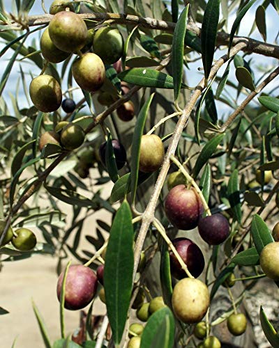 GEORGIA OLIVE FARMS Extra Virgin Olive Oil, 16.9 FZ