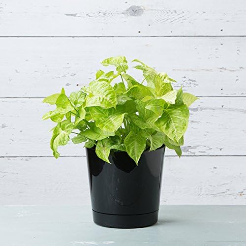 Novelty Majestic Full Depth Round Cylinder Pot, Glossy White, 8-Inch (10082)