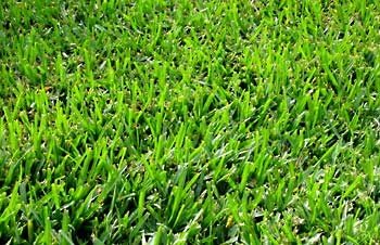 Blackjack Seeded Bermuda Grass Seed- 25# Bulk Warm Season by Blackjack