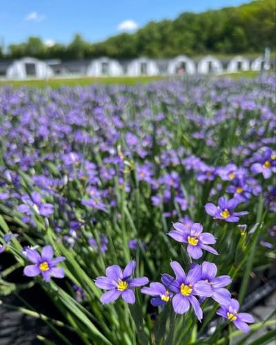 Perennial Farm Marketplace Sisyrinchium angustifolium ‘Lucerne’ (Blue-Eyed Grass) Native Live Perennial, Size-Quart, Blue Spring to Summer Flowers