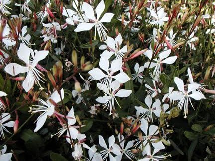100 White GAURA Whirling Butterflies Gaura Lindheimeri Flower Seeds